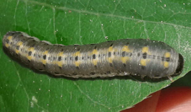 Cimbicidae : larva di Abia lonicerae?